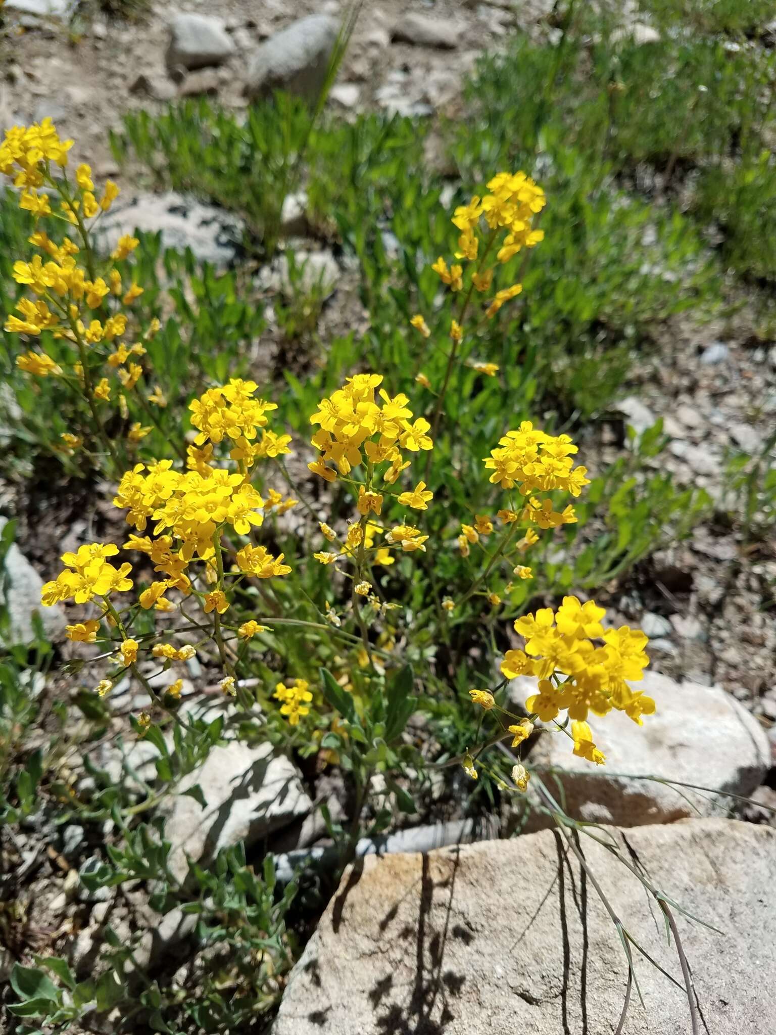 Image of golden draba