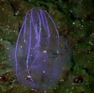 Image of short-lobed comb jelly