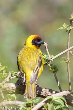 Image of Vitelline Masked Weaver