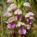 Image de Brachycorythis conica subsp. transvaalensis Summerh.