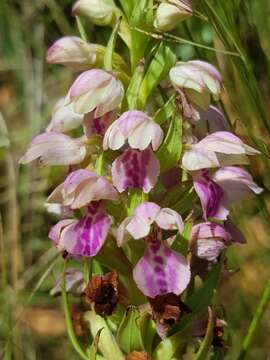 Image de Brachycorythis conica subsp. transvaalensis Summerh.