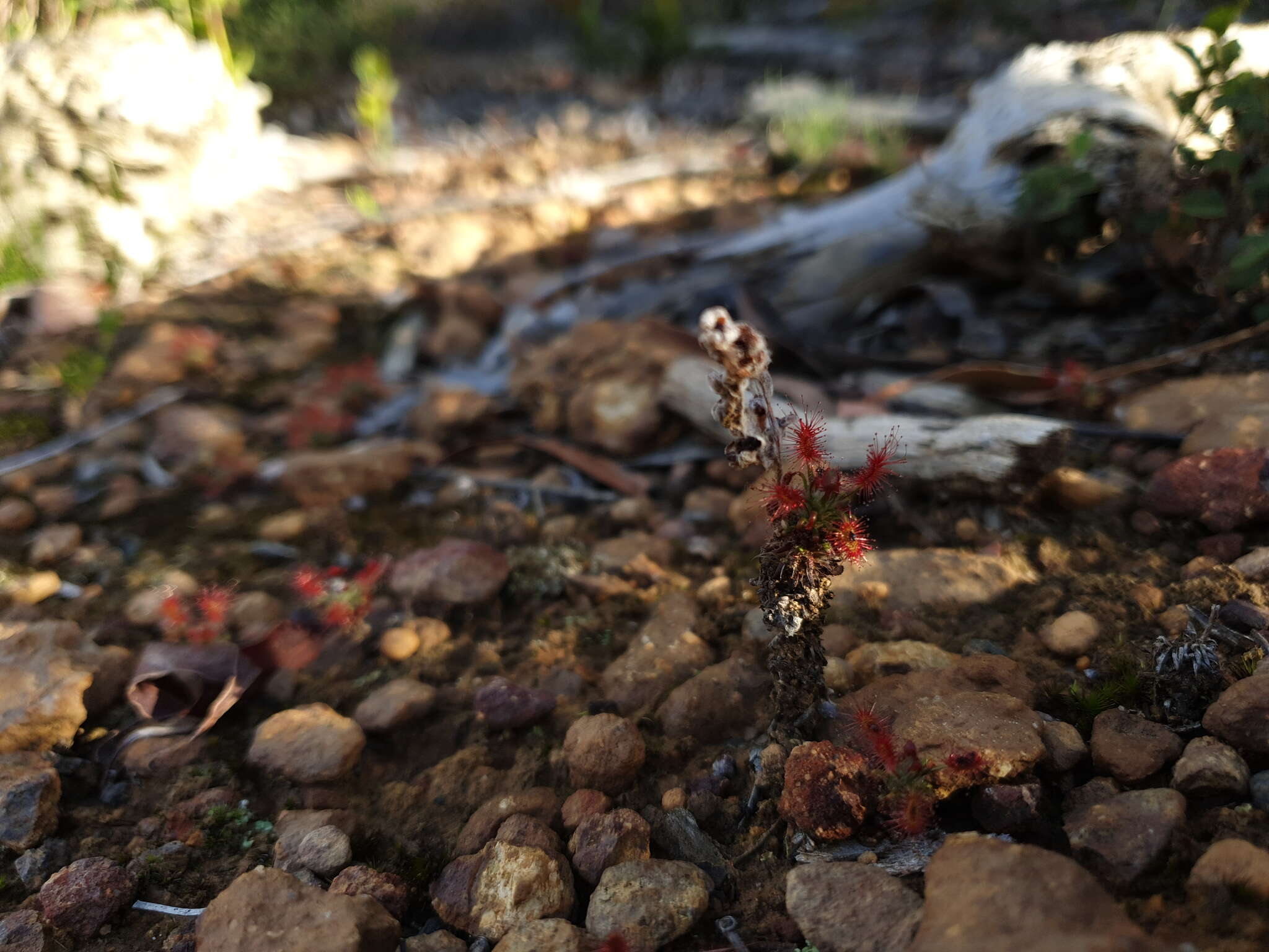 Imagem de Drosera lasiantha Lowrie & Carlquist