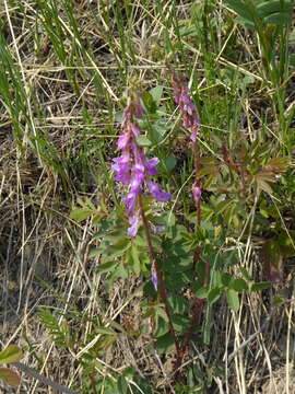 Plancia ëd Hedysarum alpinum L.