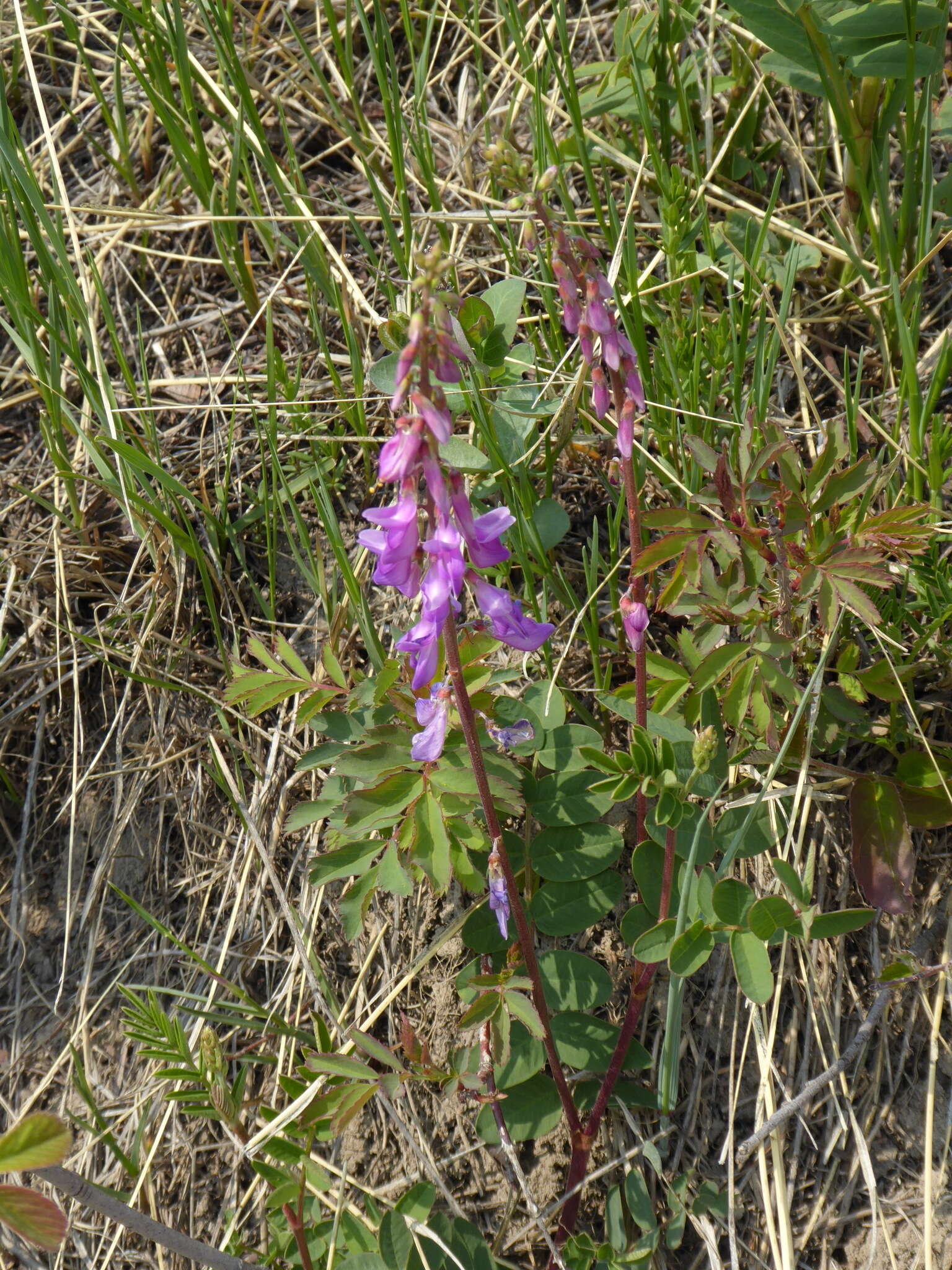 Imagem de Hedysarum alpinum L.