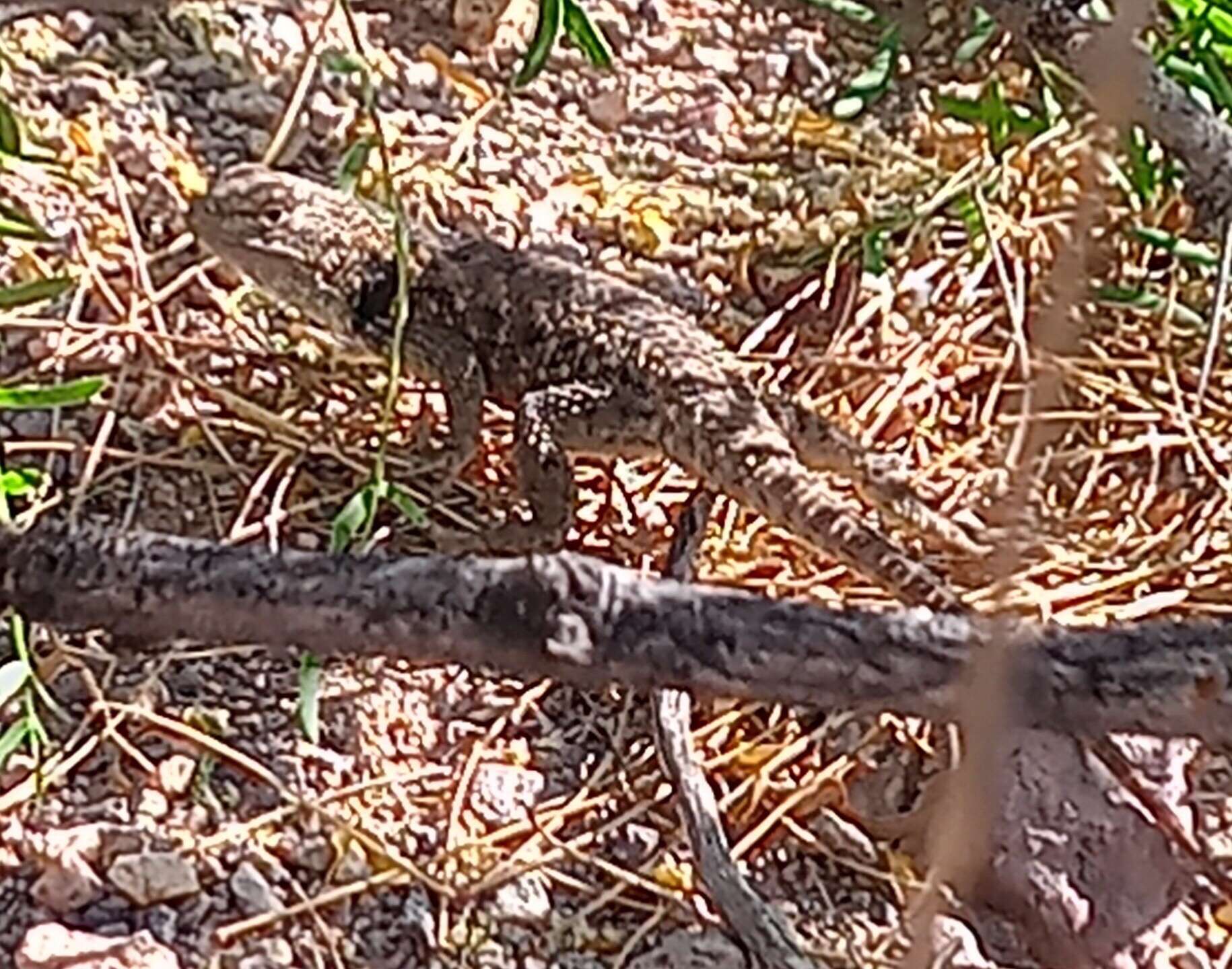 Image of Barred Spiny Lizard