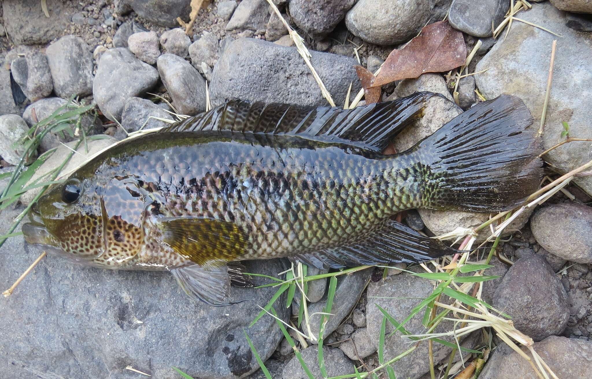 Image of False yellowjacket cichlid