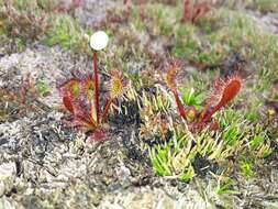 Imagem de Drosera stenopetala Hook. fil.