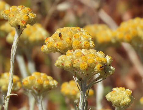 Image of yellow amaranth