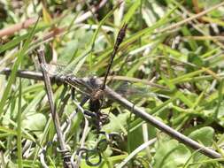 Image of Cypress Clubtail