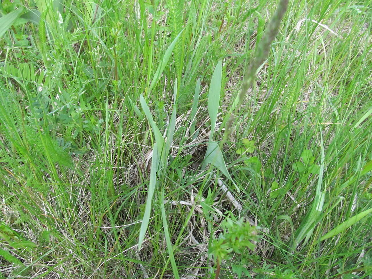 Image of stool iris