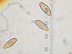 Xerocomellus ripariellus (Redeuilh) Šutara 2008 resmi