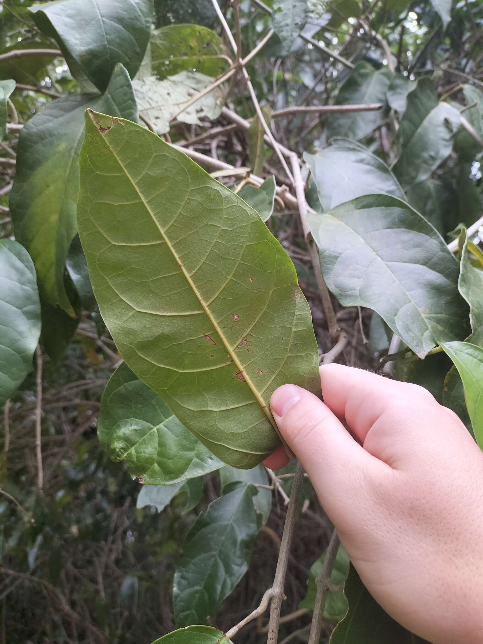 Image of Oxera splendida (F. Muell.) Gâteblé & Barrabé