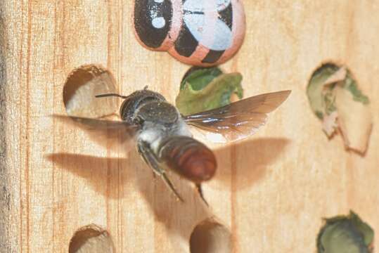 Imagem de Megachile chrysorrhoea Gerstäcker 1858