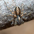 Image of Maratus fimbriatus Otto & Hill 2016