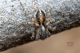 Image of Maratus fimbriatus Otto & Hill 2016