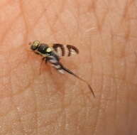 Image of Four-barred Knapweed Gall Fly