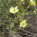 Image of Sphedamnocarpus galphimiifolius (Juss.) Szyszyl.