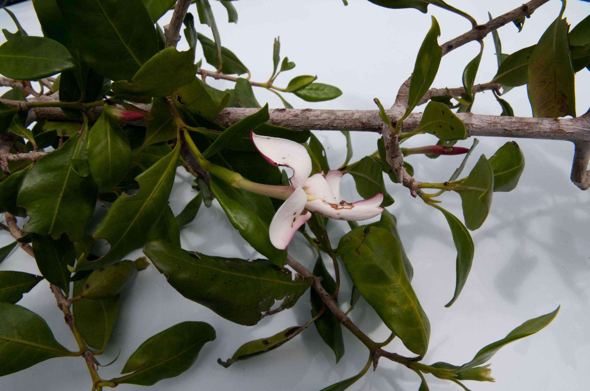 Image of Sand spiny-gardenia