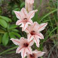 Plancia ëd Gladiolus hollandii L. Bolus