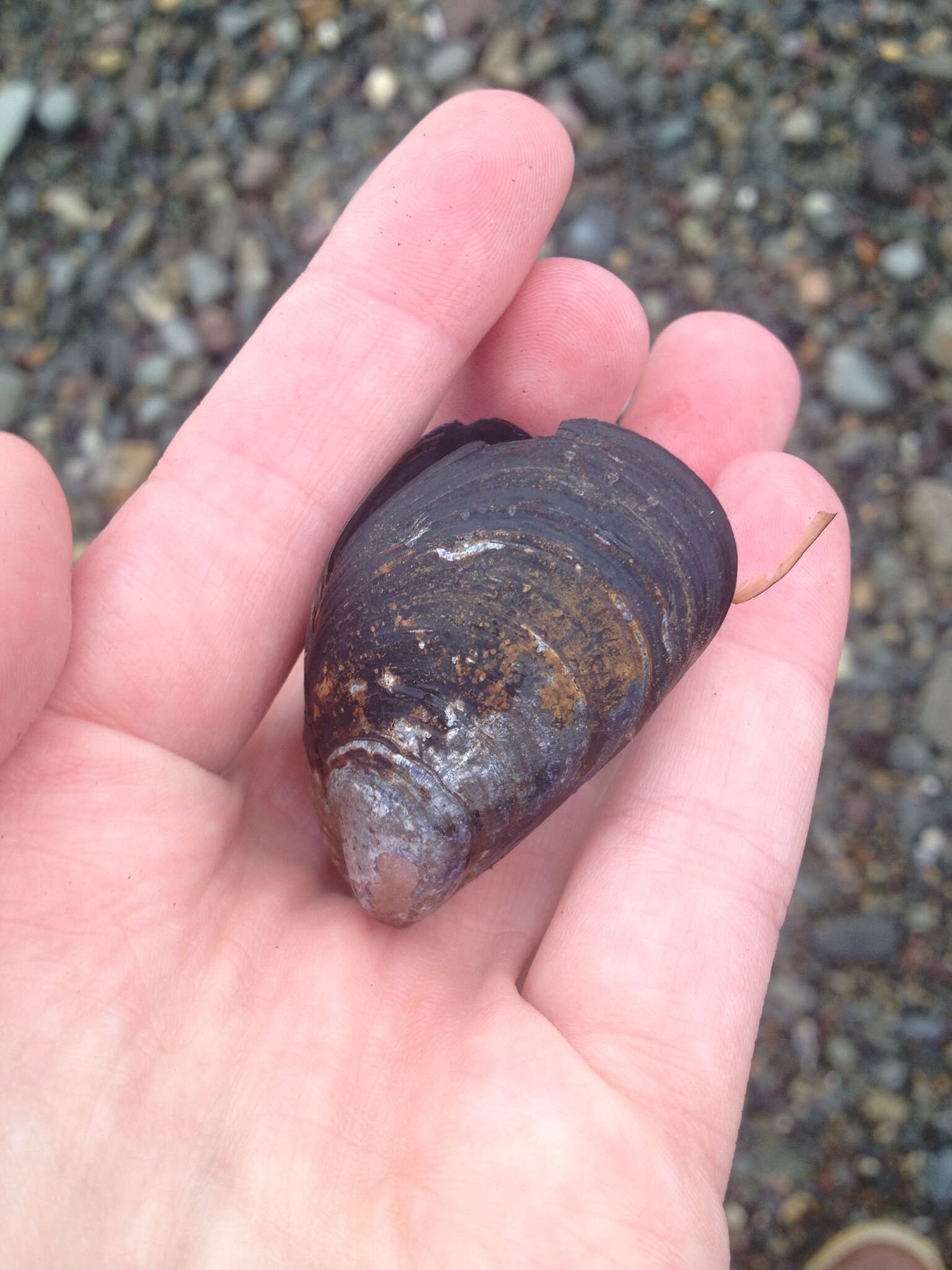 Image of Blue mussel