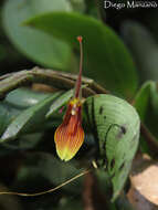 Image of Hairy tongued Restrepia