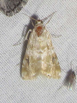 Image of Moth