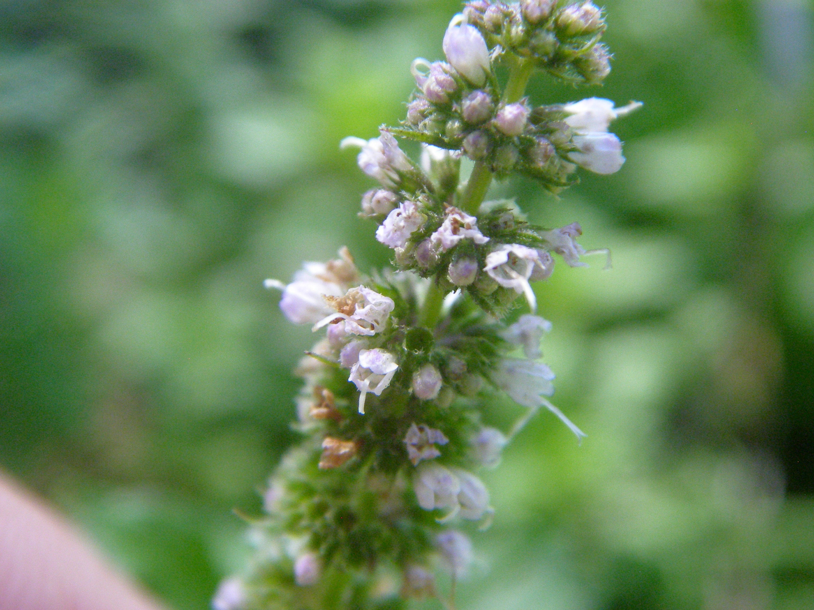 Mentha spicata (rights holder: Anthony Mendoza)