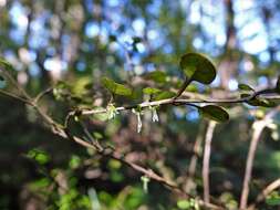 Image of Coprosma spathulata subsp. spathulata