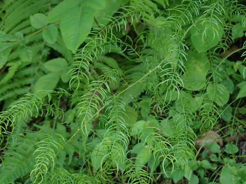 صورة Asparagus cochinchinensis (Lour.) Merr.