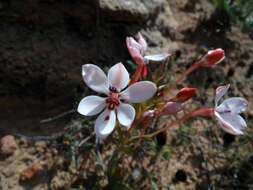 Image of Lapeirousia verecunda Goldblatt