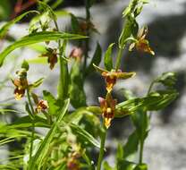 Image of Stream orchid