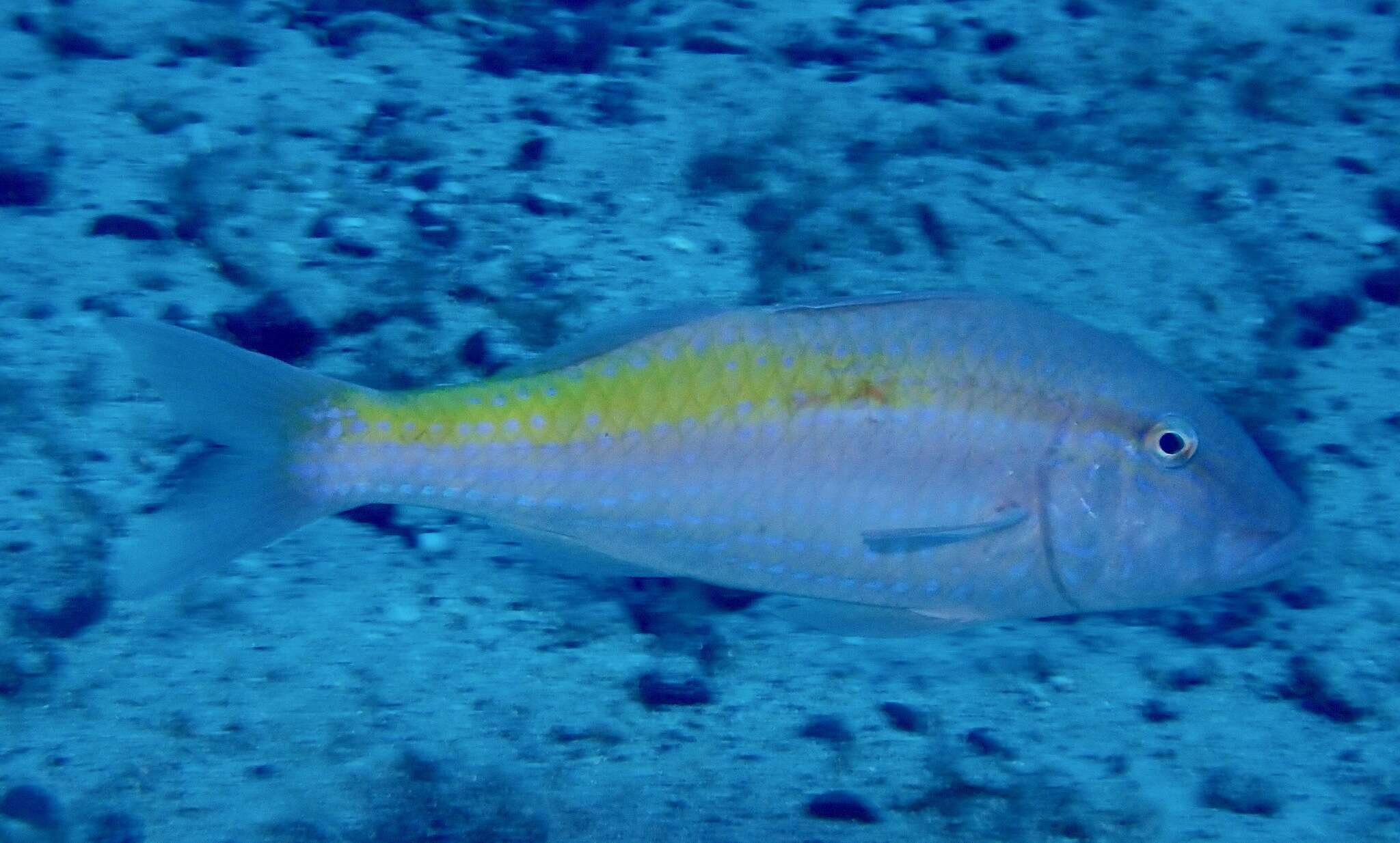 Image of Cinnabar goatfish