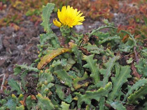 Слика од Reichardia crystallina (Sch. Bip. ex Webb. & Berth.) Bramwell