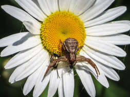 Image of Xysticus emertoni Keyserling 1880