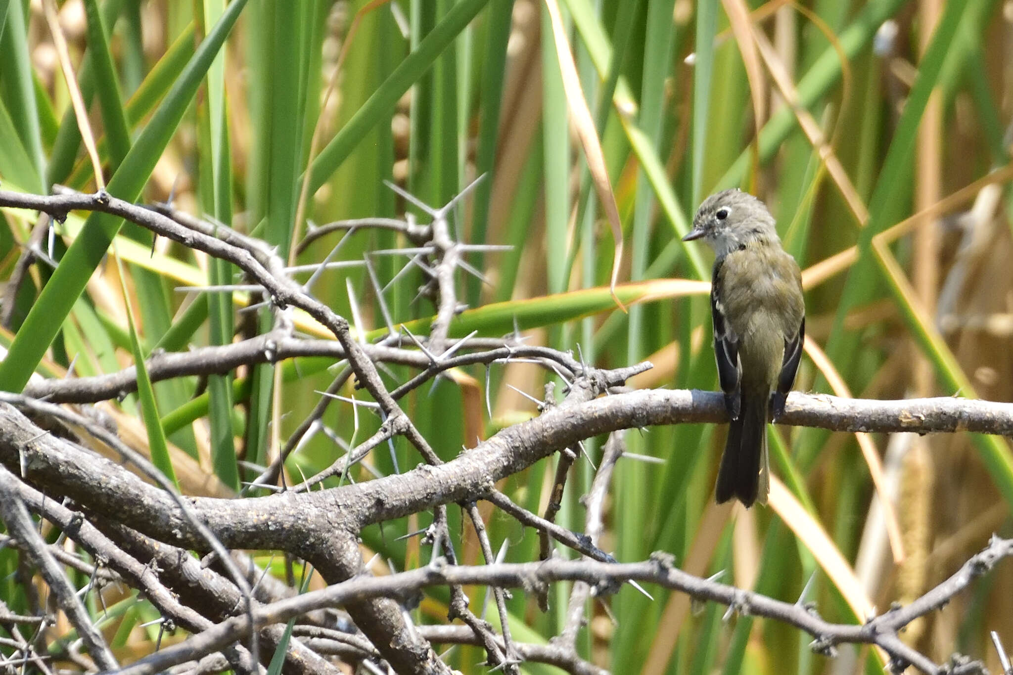Image of White-throated Flycatcher