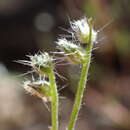 Image de Cryptantha incana Greene