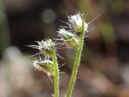 Слика од Cryptantha incana Greene