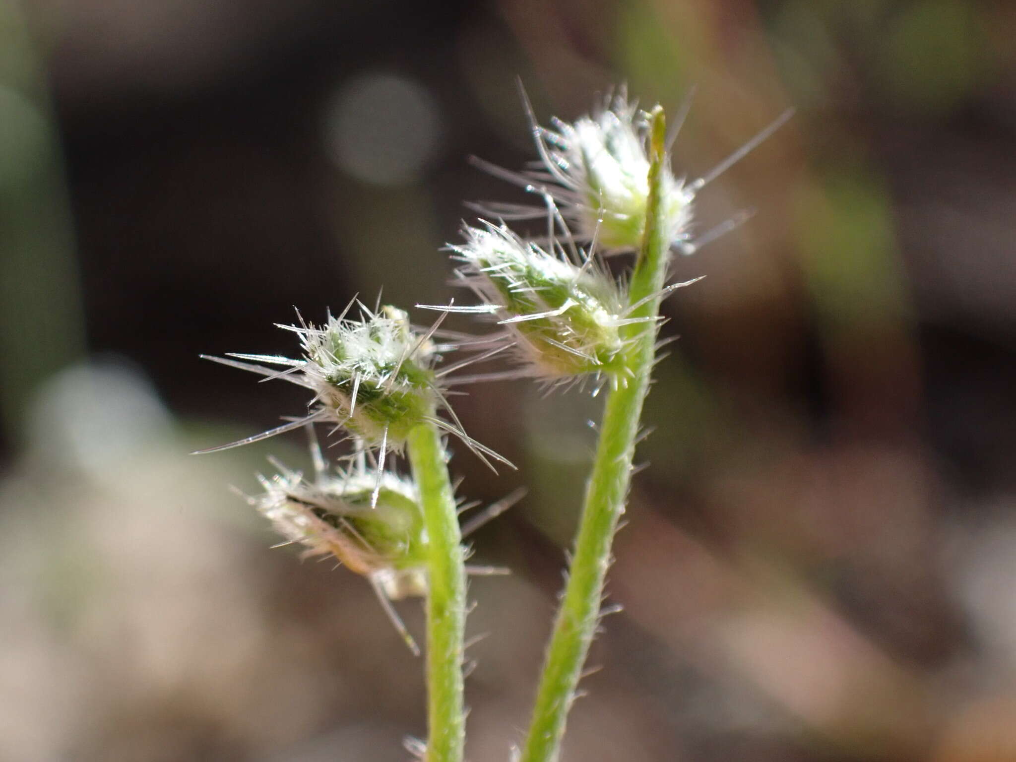 Слика од Cryptantha incana Greene