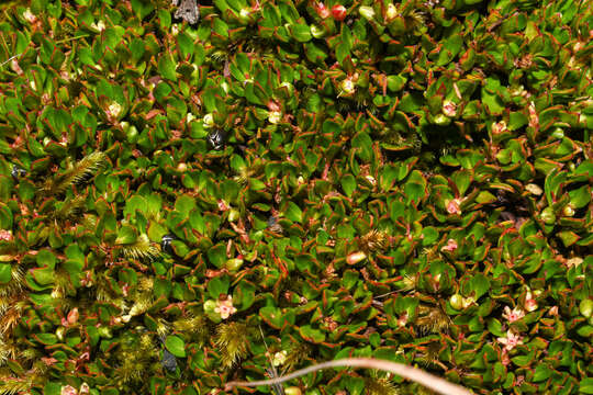 Image of Muehlenbeckia volcanica (Benth.) Endlicher