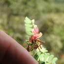 Indigofera comosa N. E. Br. resmi