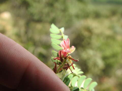 Слика од Indigofera comosa N. E. Br.