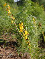 Image de Corydalis sibirica (L. fil.) Pers.