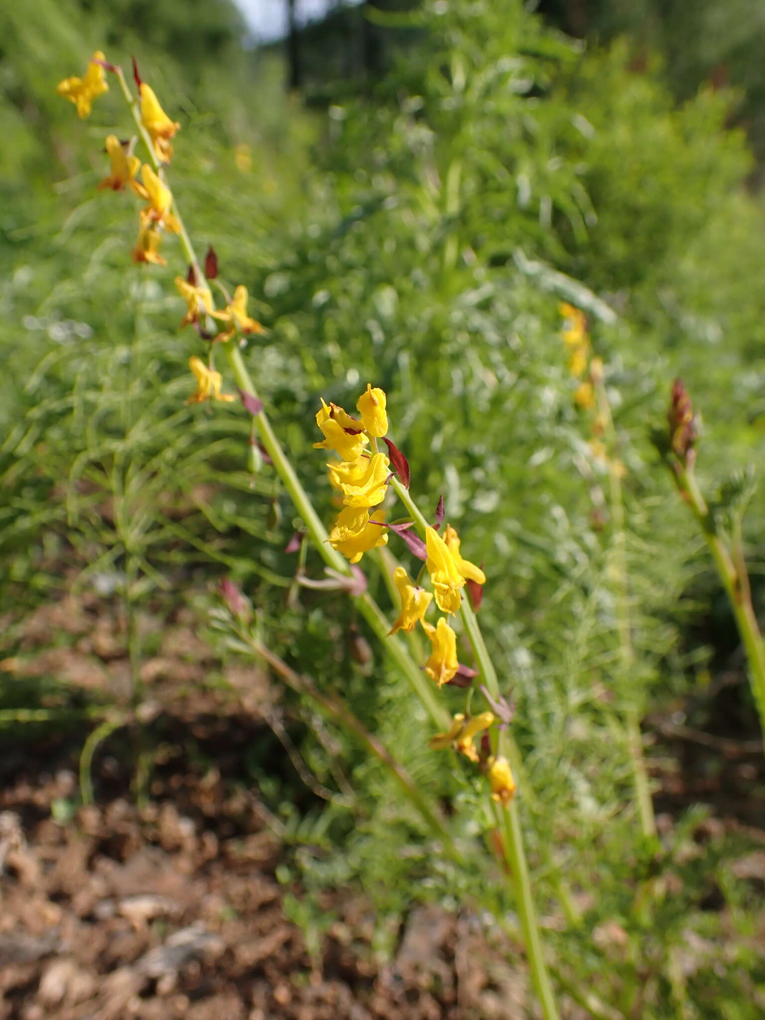 Corydalis sibirica (L. fil.) Pers. resmi