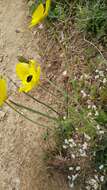 Image of Ranunculus asiaticus