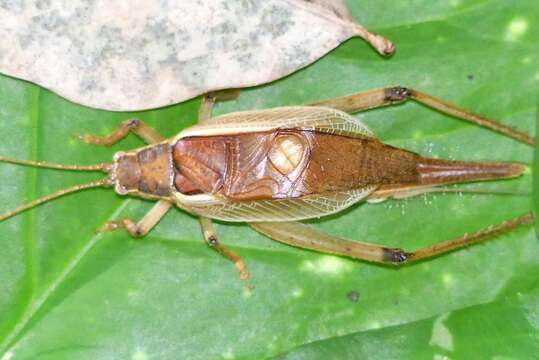 Image de Sonotrella (Sonotrella) major Liu, Xian-wei, Haisheng Yin & Yunzhen Wang 1993