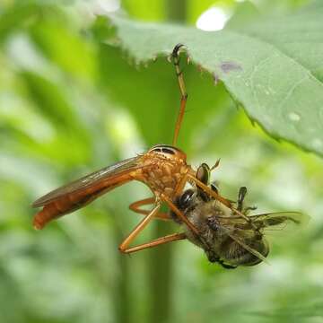 Imagem de Diogmites neoternatus (Bromley 1931)