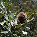 Image of Banksia solandri R. Br.