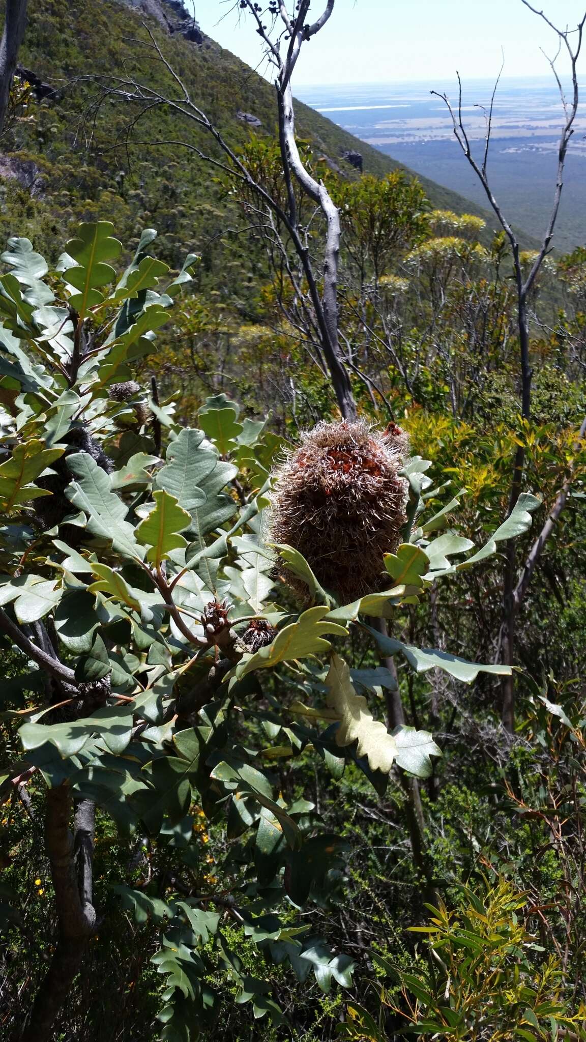 Image of Banksia solandri R. Br.