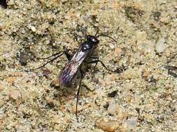 Image of Spider wasp