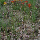 Image of Anigozanthos humilis subsp. humilis